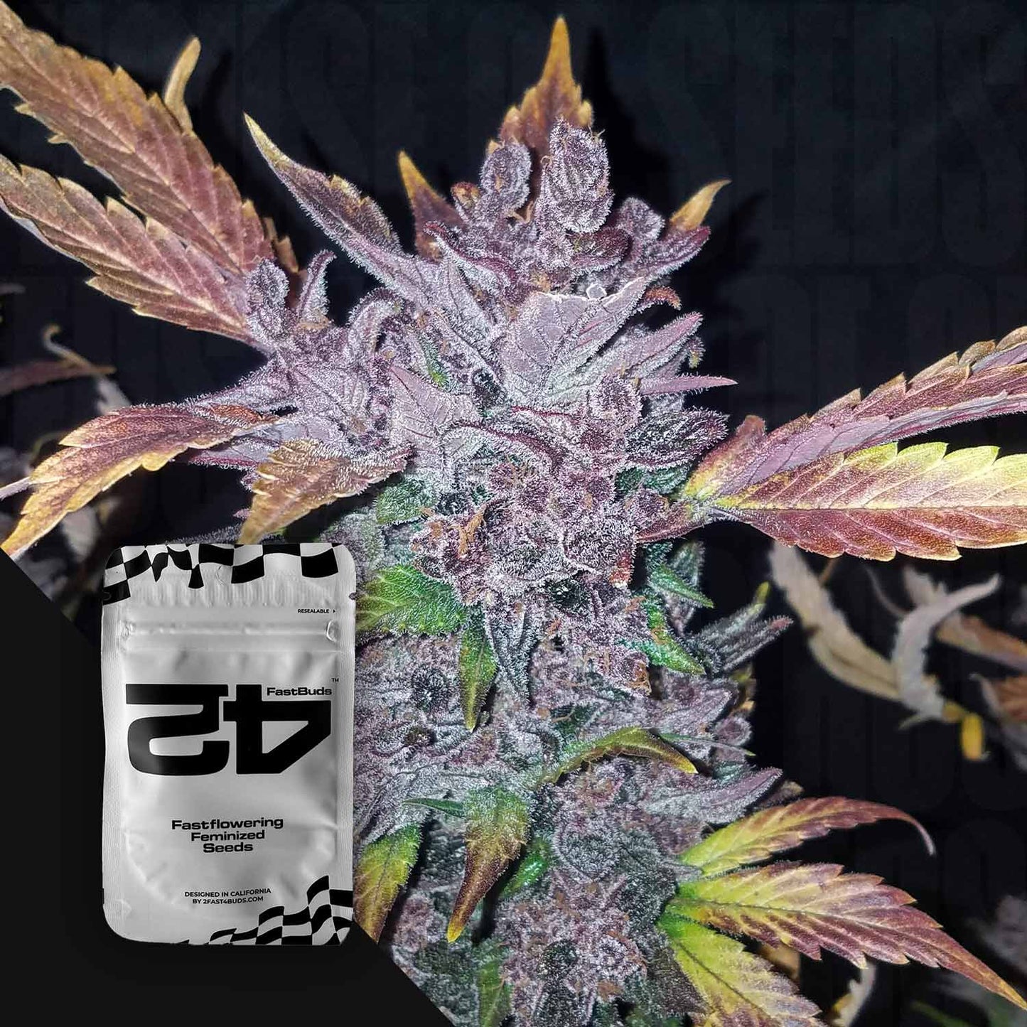 LSD-25 Auto