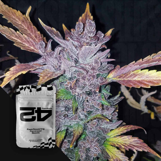 LSD-25 Auto
