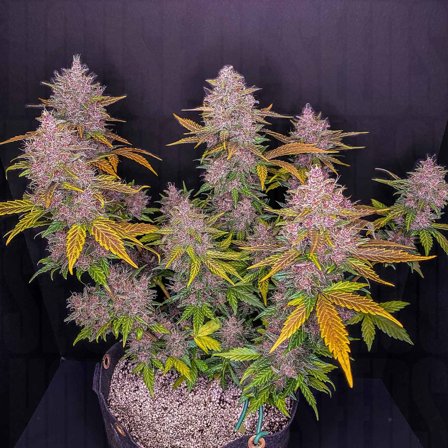 LSD-25 Auto