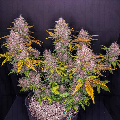 LSD-25 Auto
