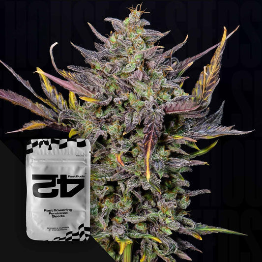 Mexican Airlines Auto