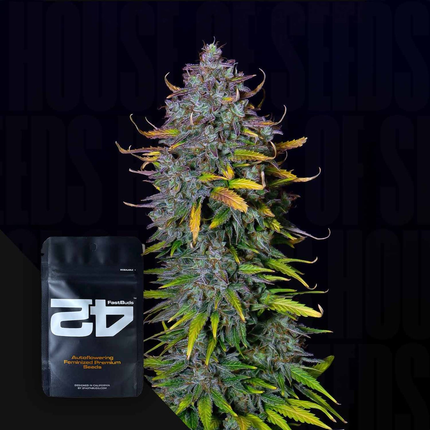 Pineapple Express Auto