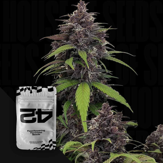 Purple Haze Auto