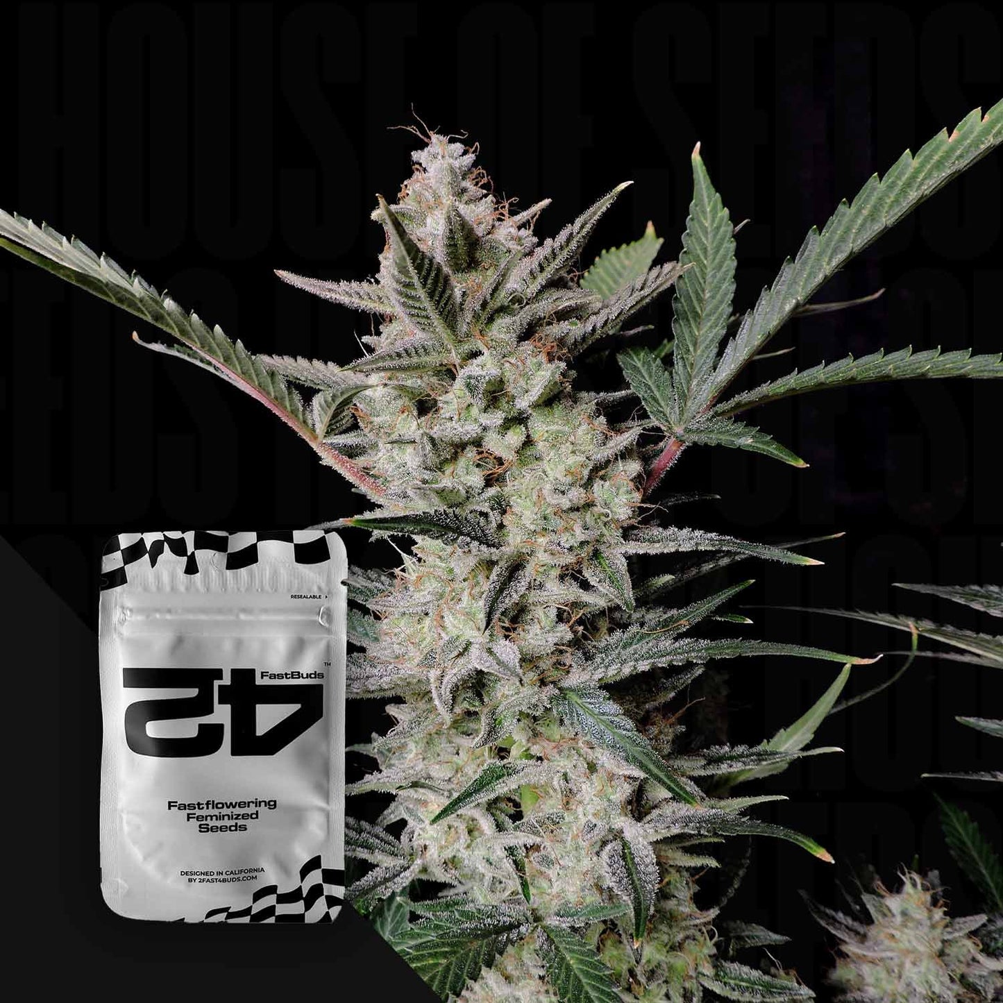 Strawberry Gorilla Auto