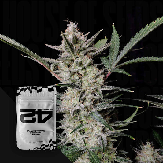 Strawberry Gorilla Auto