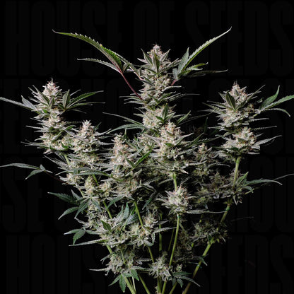 Strawberry Gorilla Auto
