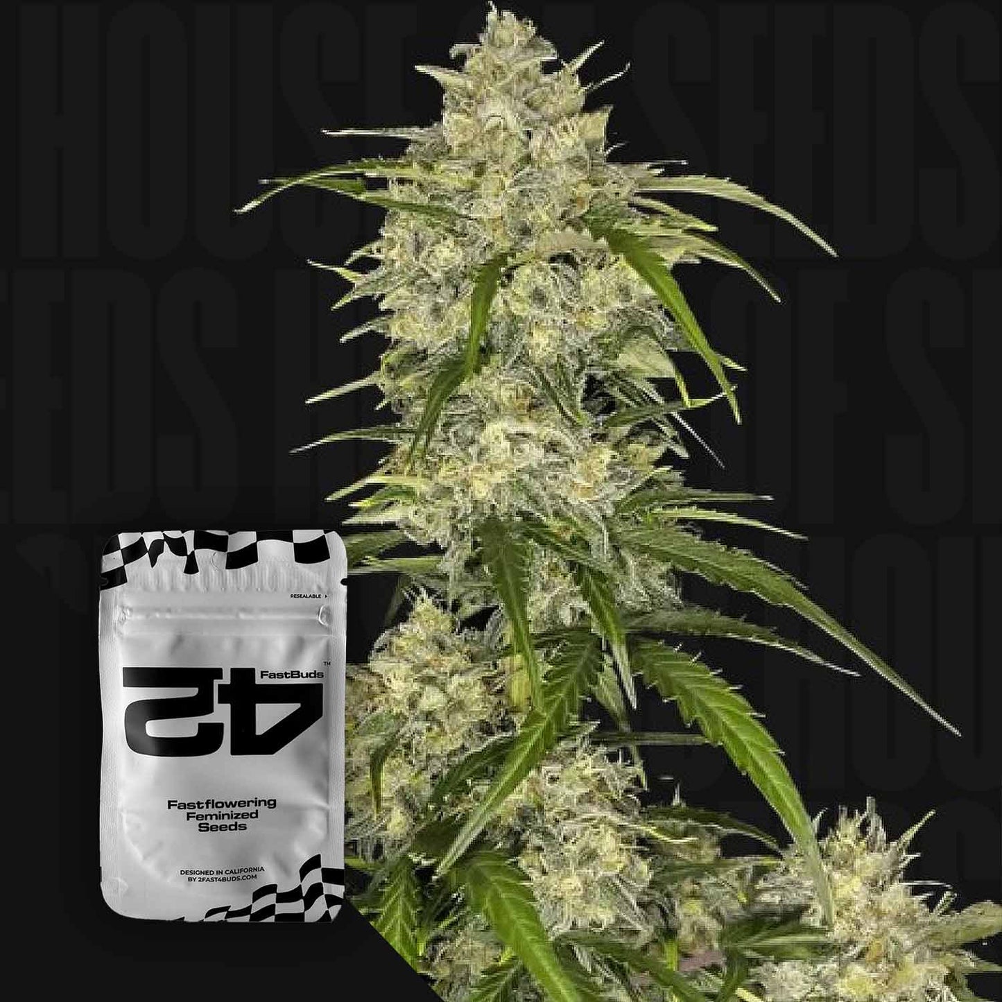 Sour Jealousy Auto