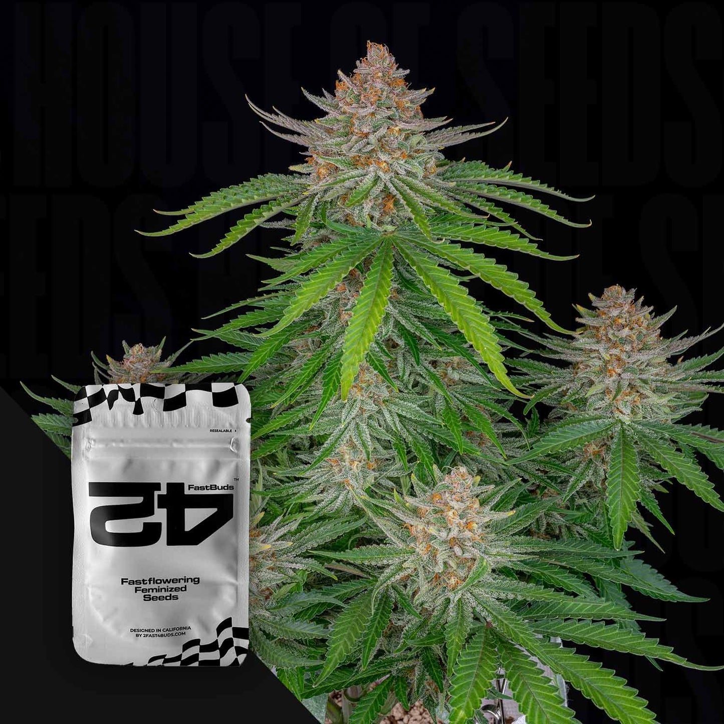 Strawberry Pie Auto