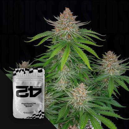 Strawberry Pie Auto