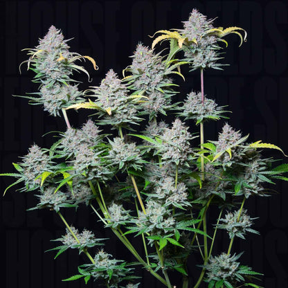 Strawberry Pie Auto