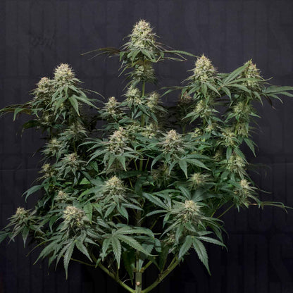 Tropicana Cookies FF