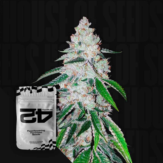 West Coast O.G. Auto
