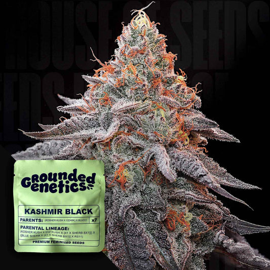 Kashmir Black