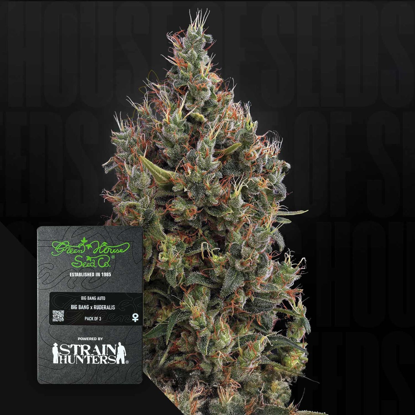 Big Bang Auto