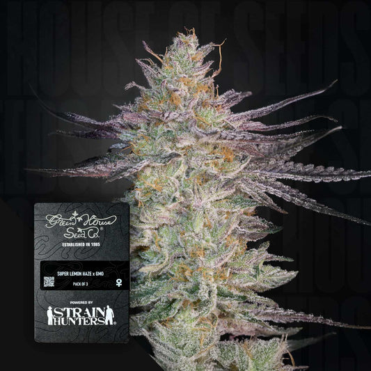 Super Lemon Haze x GMO
