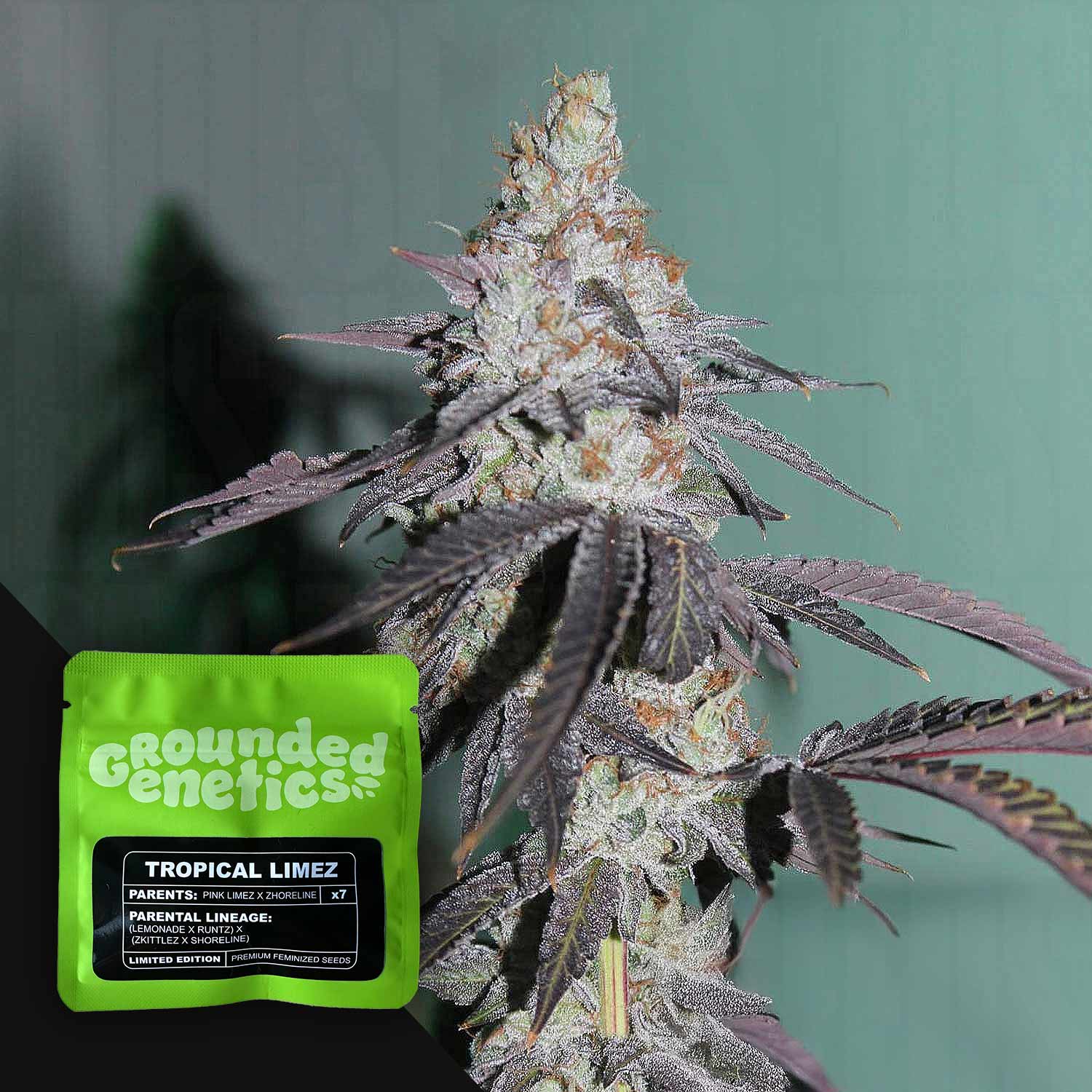 Selected Variant Image