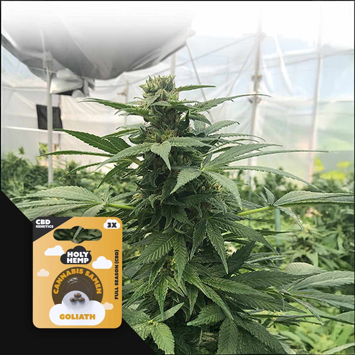 Goliath CBD