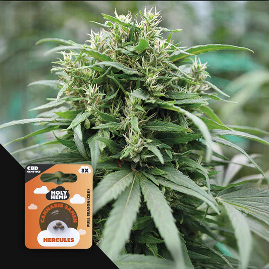 Hercules CBD