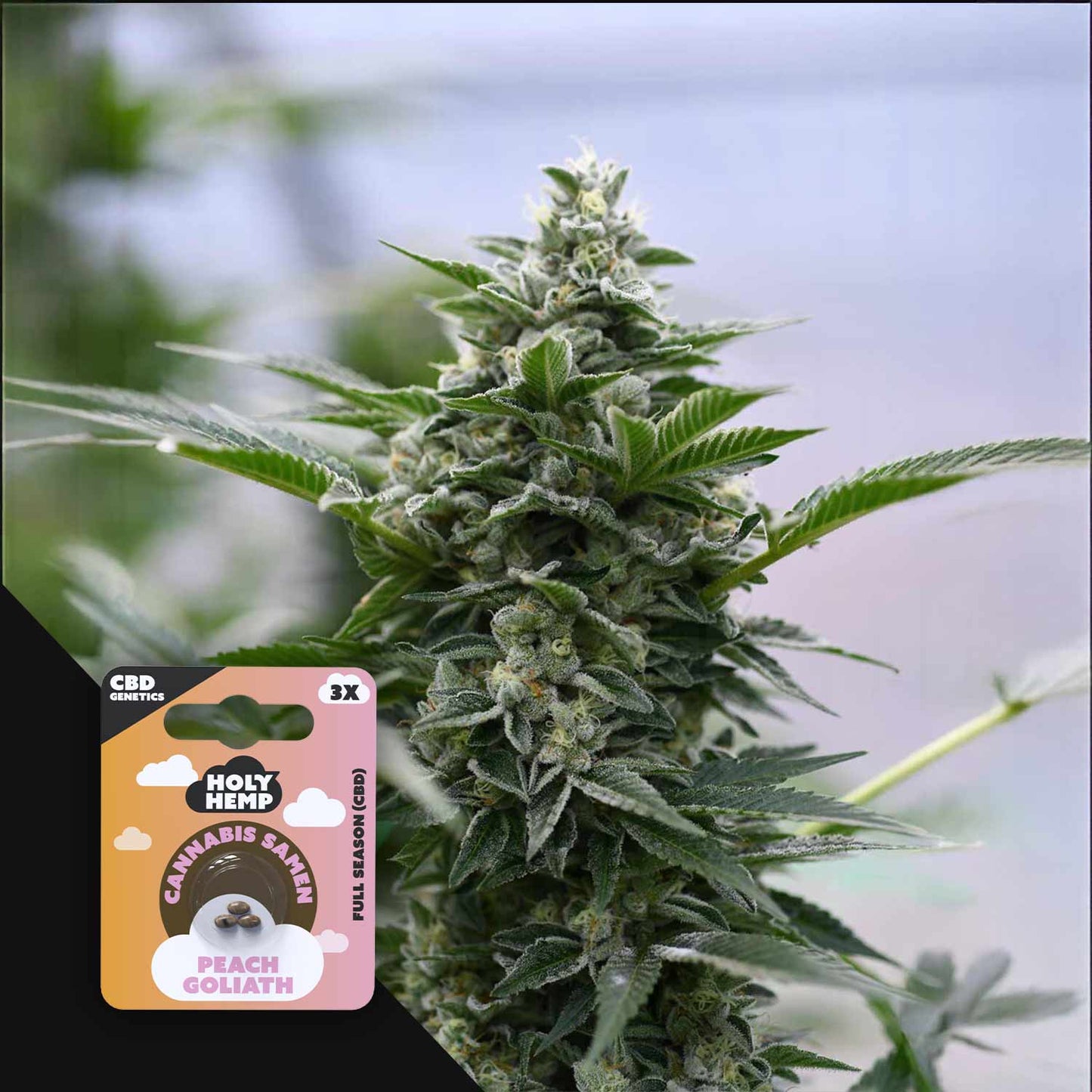 Peach Goliath CBD