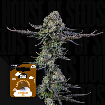 Cookies XL