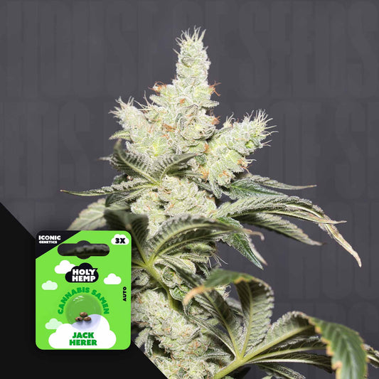 Jack Herer