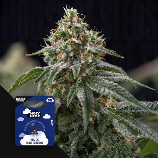 NL x Big Buds