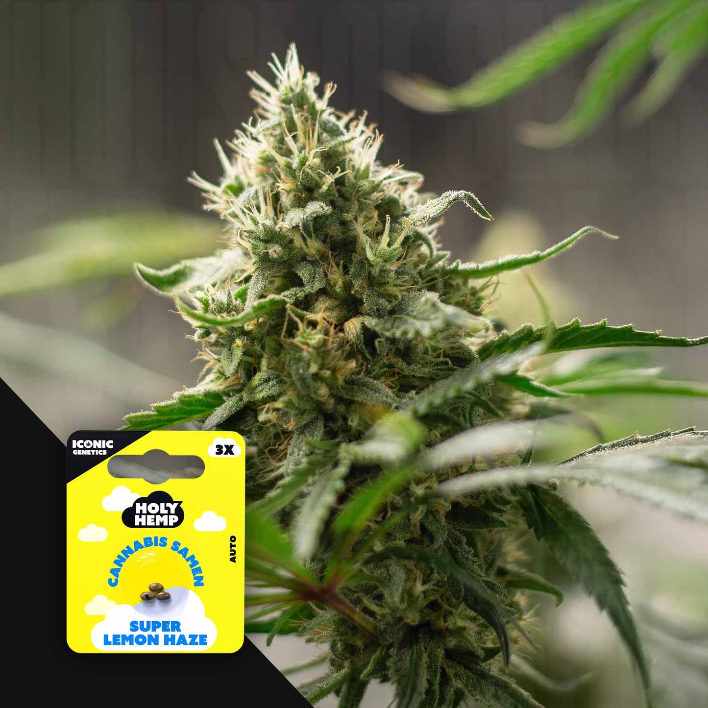 Super Lemon Haze