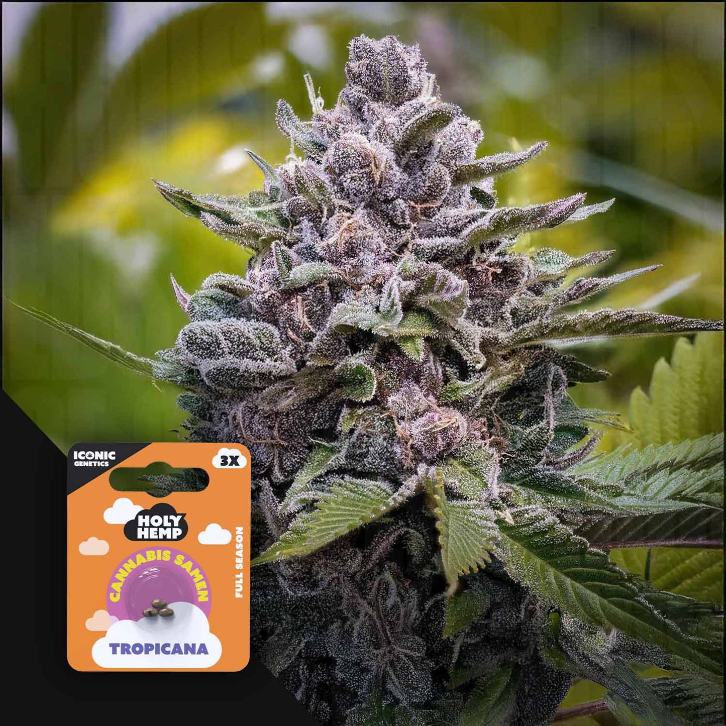 Tropicana
