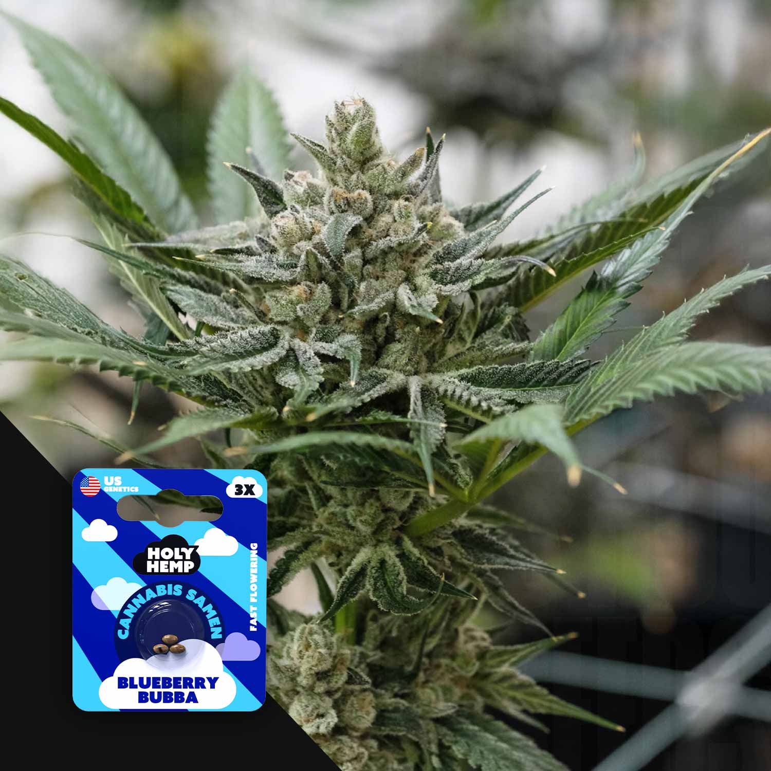 Selected Variant Image