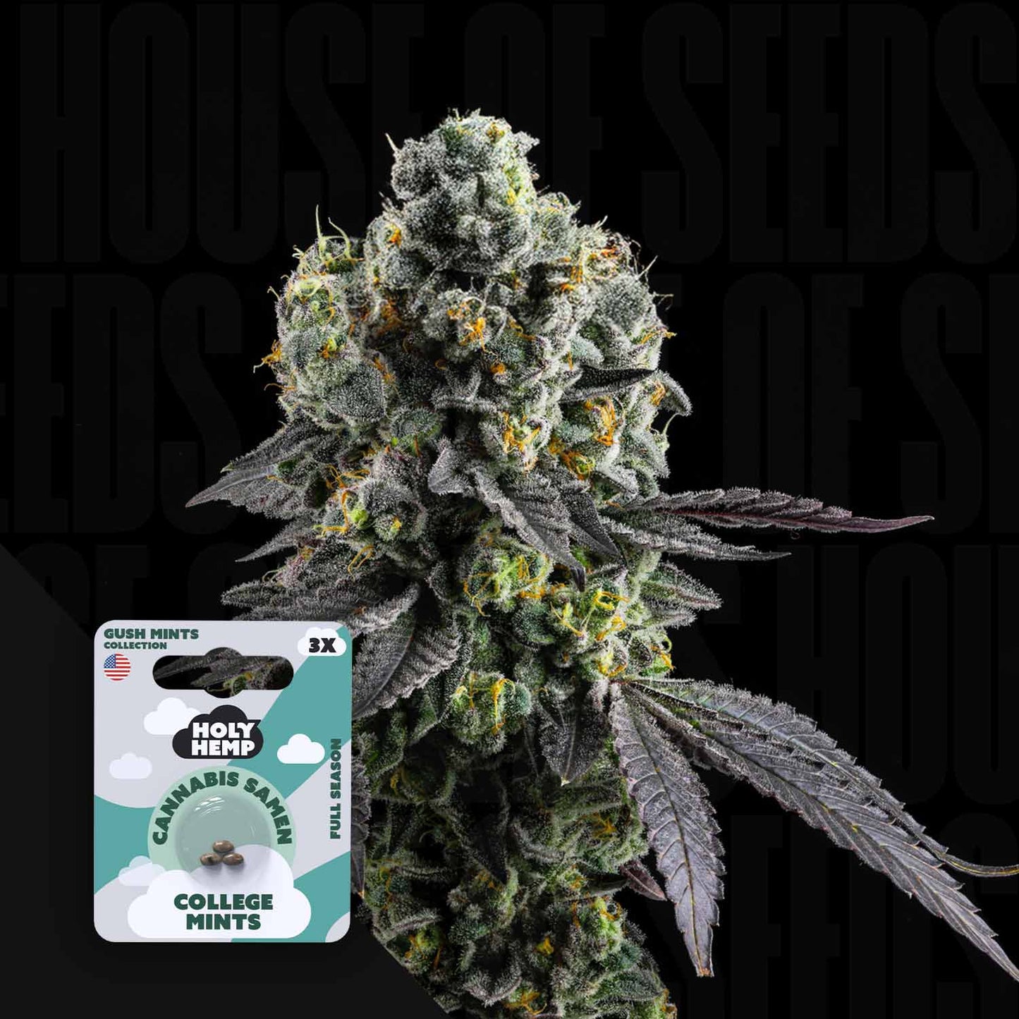 College Mints