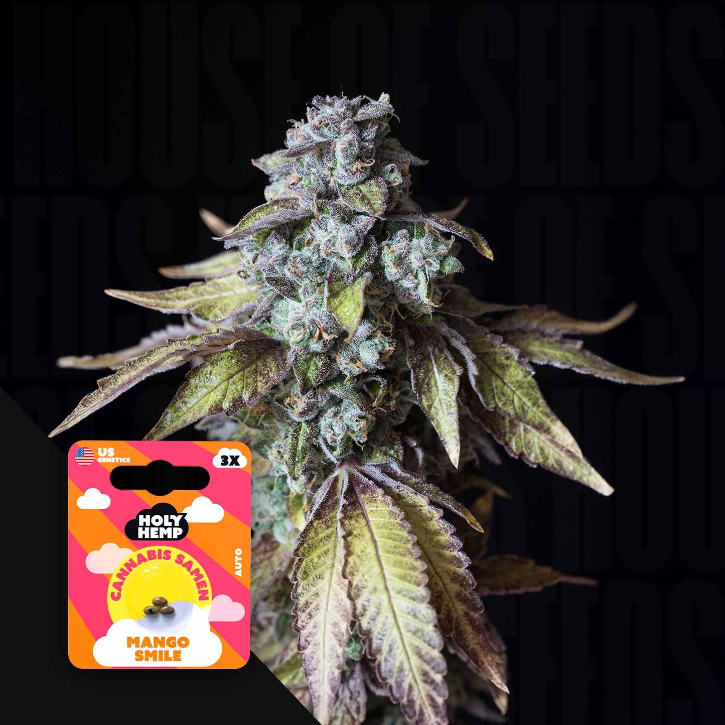 Mango Smile Auto