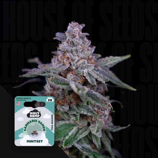 Mintset