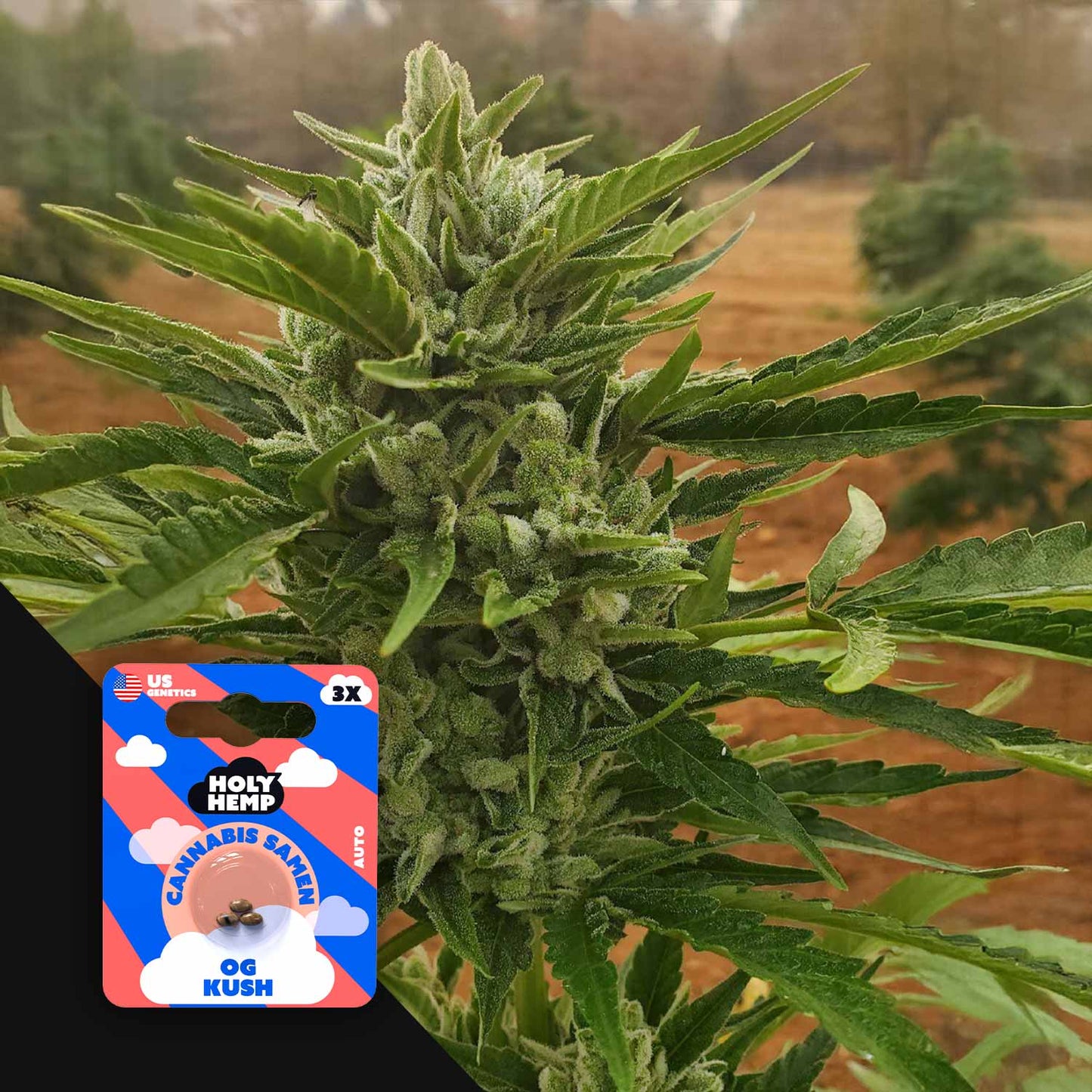 OG Kush Auto