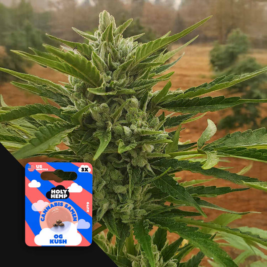 OG Kush Auto