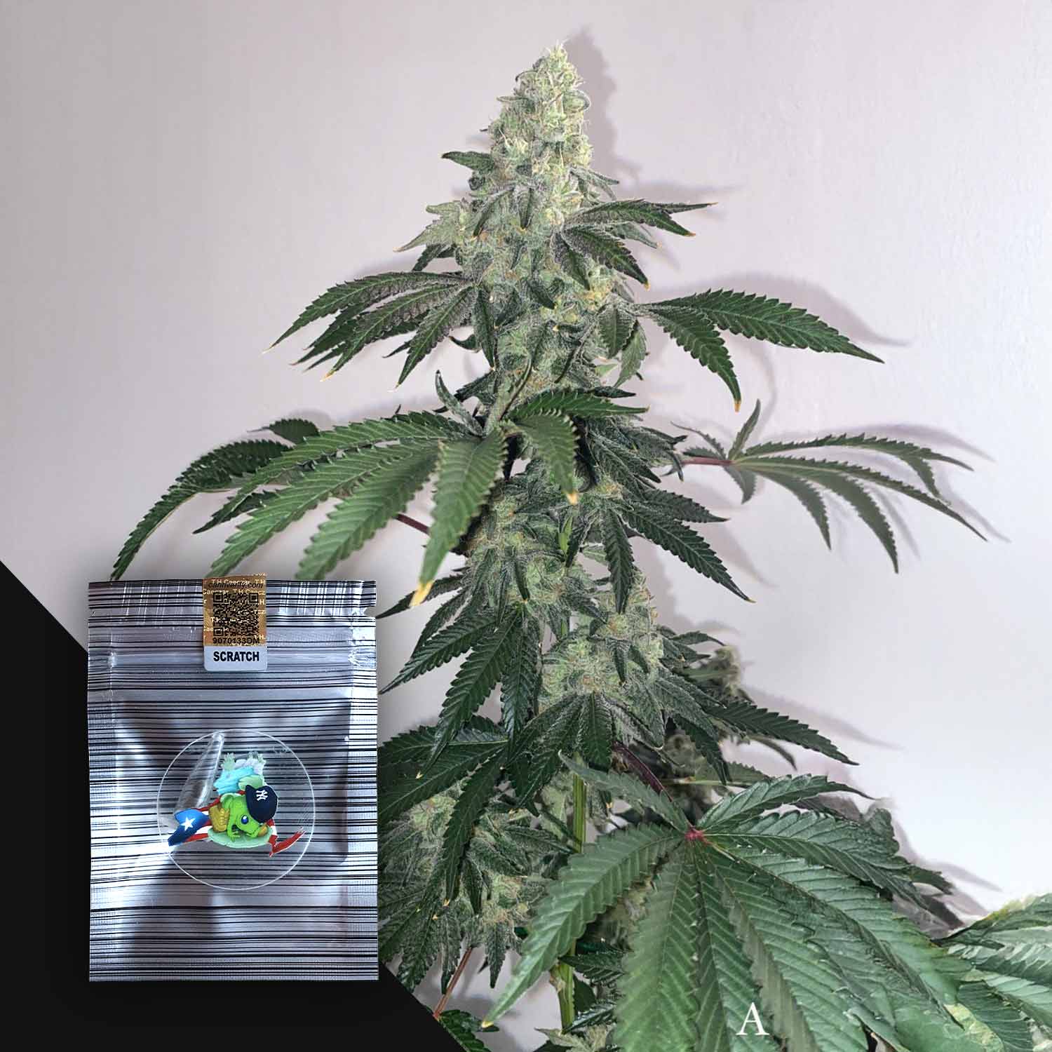 Selected Variant Image