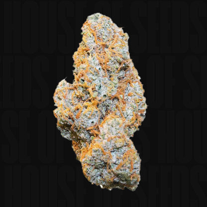 Apple Fritter AUTO