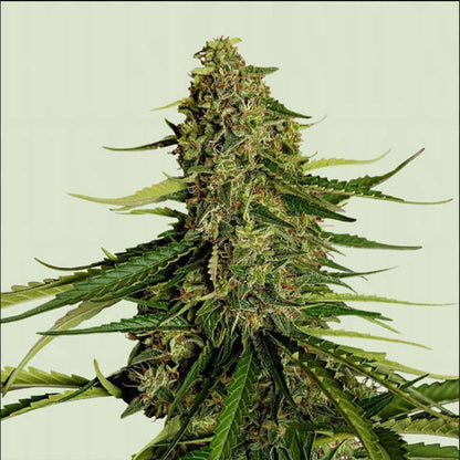 Gaia F1