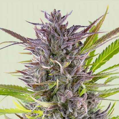 Green Gelato