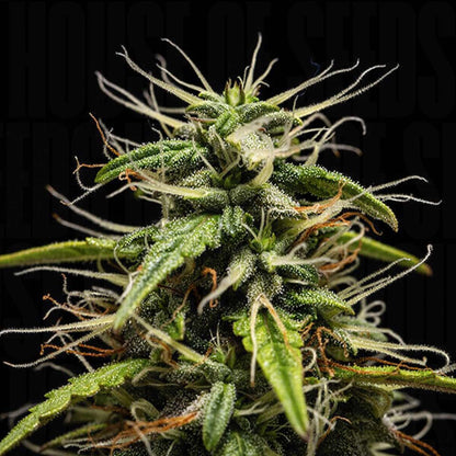 GOAT'lato AUTO