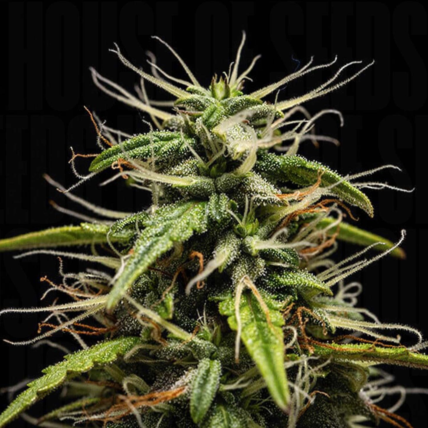 GOAT´lato AUTO