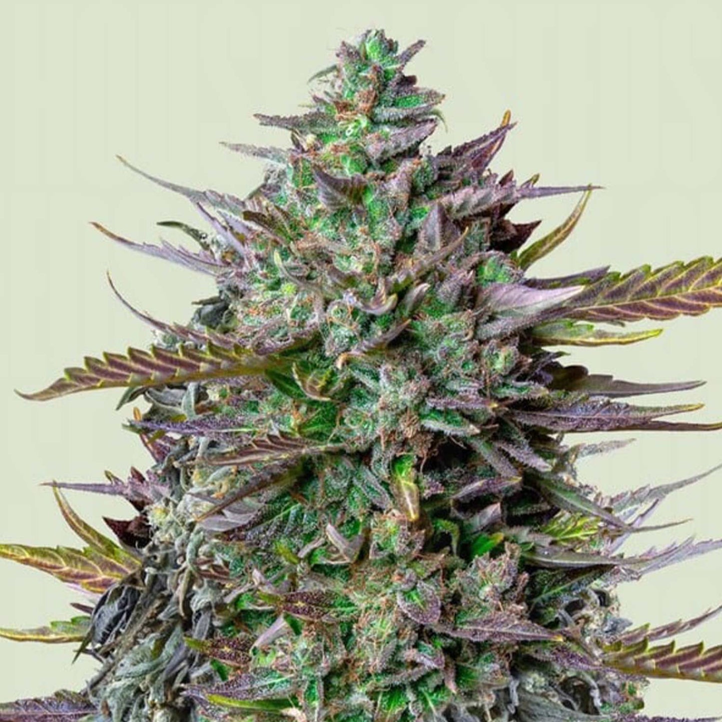 GOAT'lato AUTO