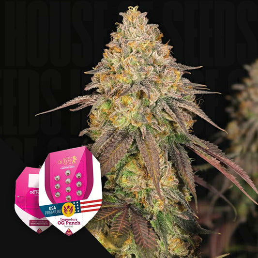 Legendary OG Punch