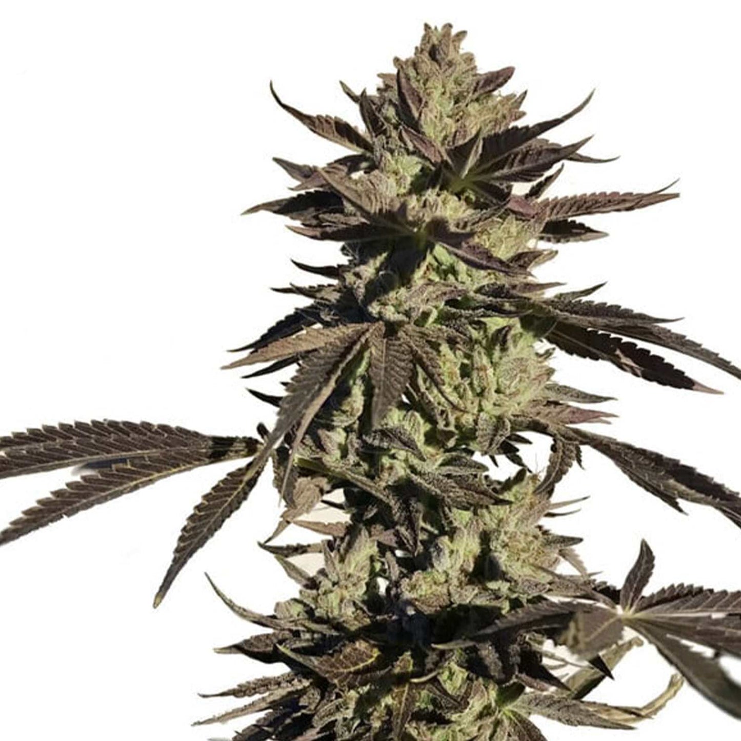 Legendary OG Punch