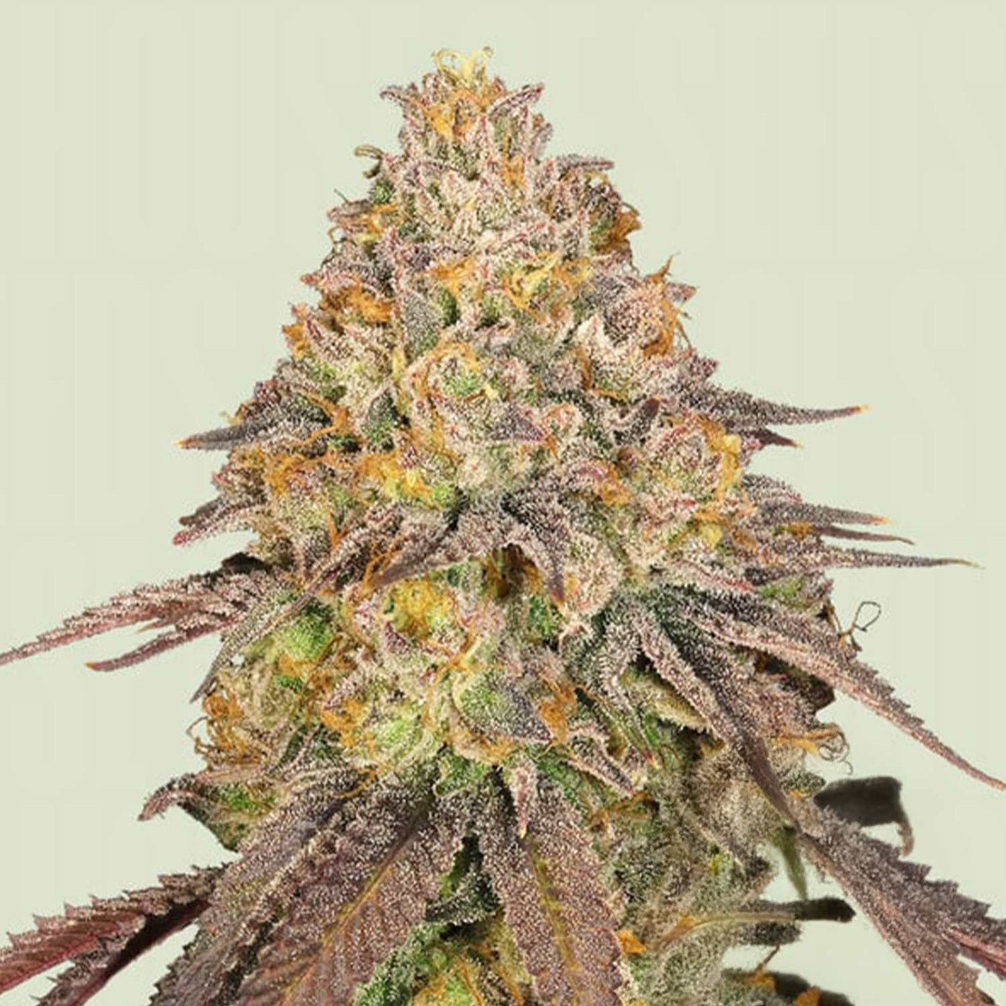 Legendary OG Punch