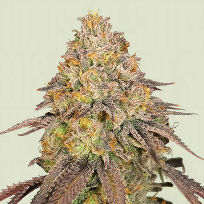 Legendary OG Punch