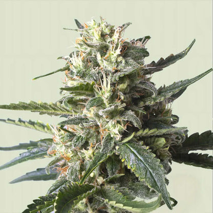 Lemon Shining Silver Haze