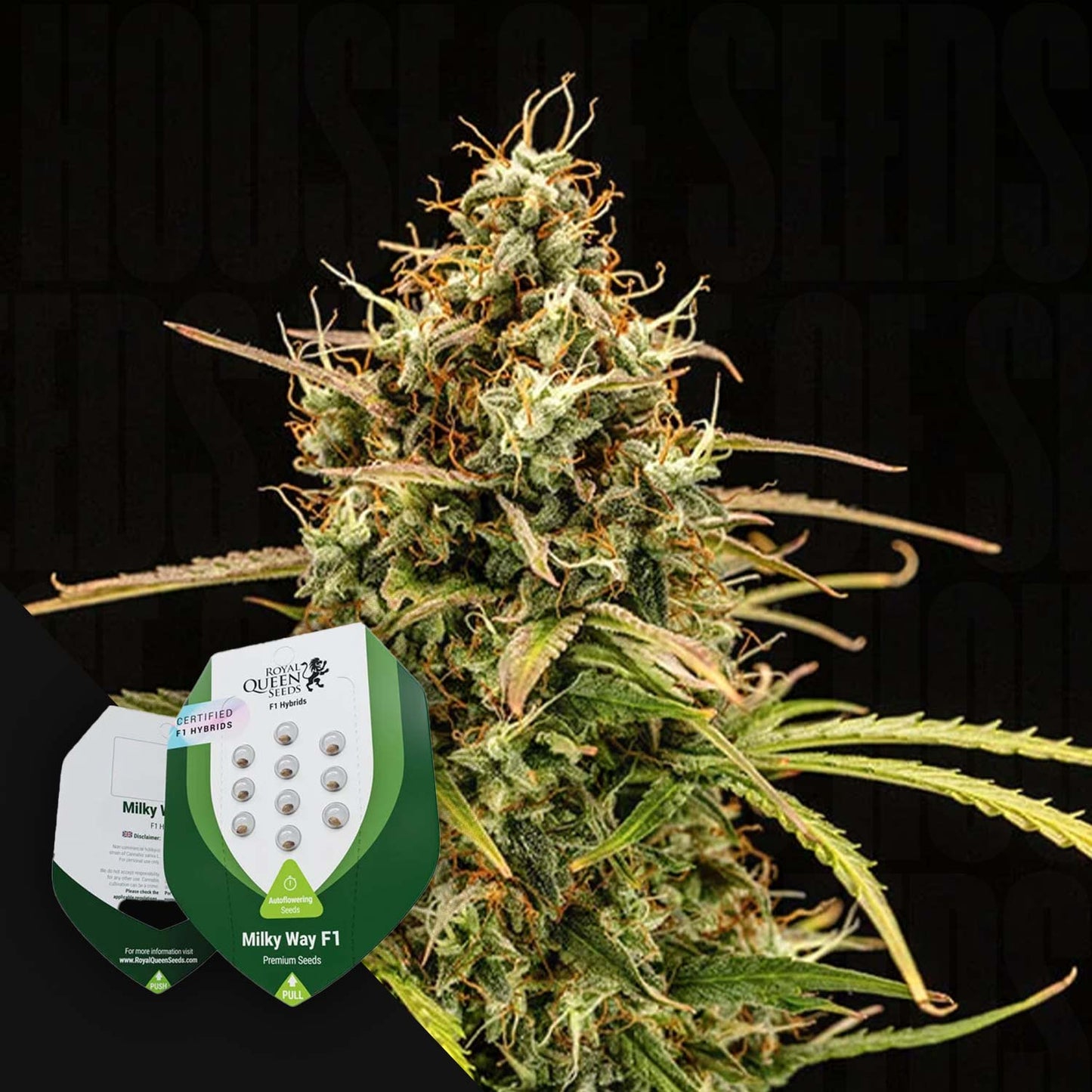 Milky Way F1 Auto