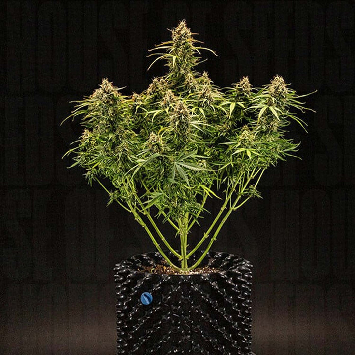 Milky Way F1 Auto