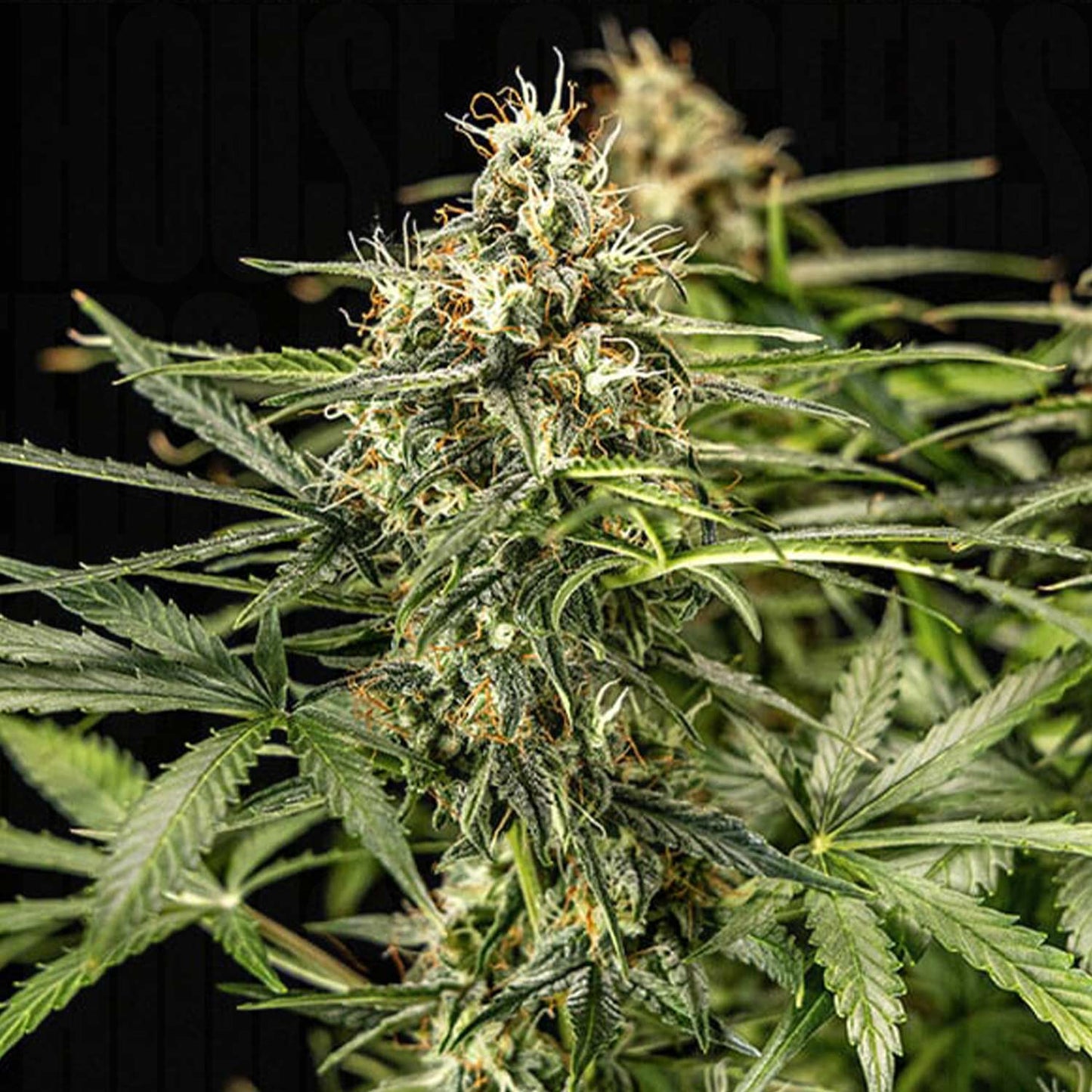 Milky Way F1 Auto