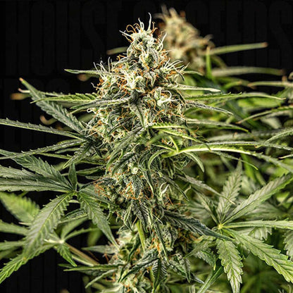 Milky Way F1 Auto